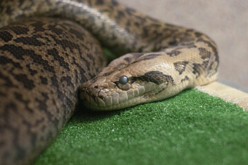 head of a large spotted boa constrictor lying in a terrarium close-up