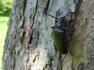 Prionus coriarius (sometimes referred to as "the tanner" or "the sawyer") on the tree bark.