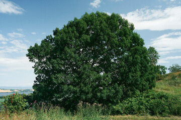 Obraz premium An ash tree at Toten, Norway, in summer.