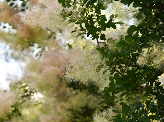 arbre ornemental