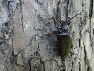 Prionus coriarius (sometimes referred to as "the tanner" or "the sawyer") on the tree bark.