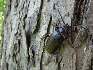 Prionus coriarius (sometimes referred to as "the tanner" or "the sawyer") on the tree bark.