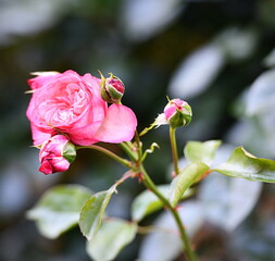 rose