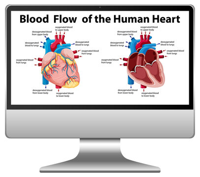 Blood Flow Human Heart Diagram Computer Screen