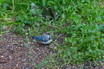 A blue tit at a feeding place