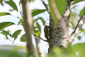 セミの鳴き声の止まない木々の中で見つけたクマゼミ