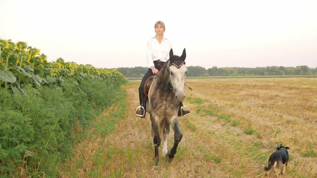 A Beautiful female rider rides on horseback across the field. Sunset, summer, outdoor. Active lifestyle. Sports training, horse riding. Grey stallion slow motion. a woman walks with a dog