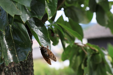 夏の昼下がり柿の葉にとまるアブラゼミ