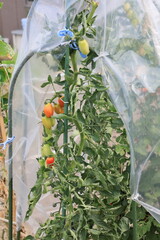 ビニールで覆われた家庭菜園のトマトが収穫を待つ