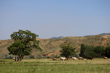 view to nature phenomenon sand dune Sarykum in Dagestan, Russia