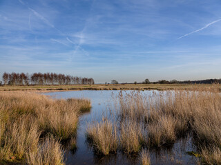 Dwingelerveld near Dwingeloo and Ruinen, Drenthe Province, The netherlands