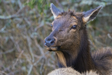 2021-02-24 A YOUNG ROOSEVELT CALF IN CANNON BEACH OREGON