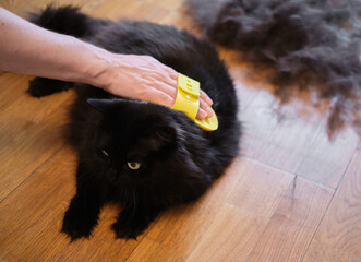 Black cat combed and cleaned from excess wool