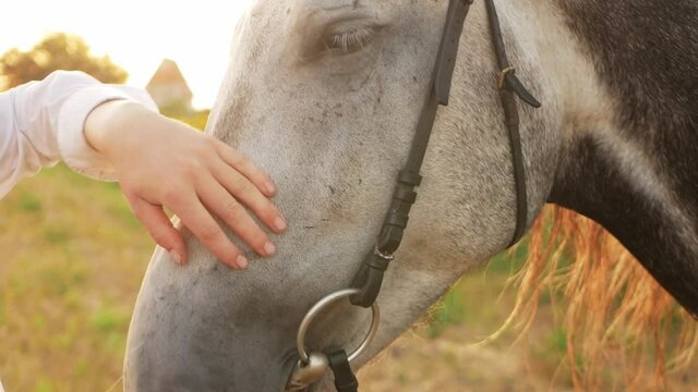 woman loves her horse, Strokes her head. Portrait, close up. A gray stallion in a field at sunset. Freedom in nature, outdoor. Love, astration of tenderness, friendship, care, happiness. Slow hand