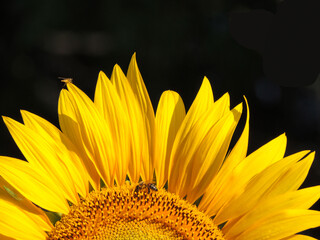 Sunflower close-up on a black background