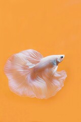Fototapeta na wymiar Beautiful white half moon betta fish swimming over pastel color background.