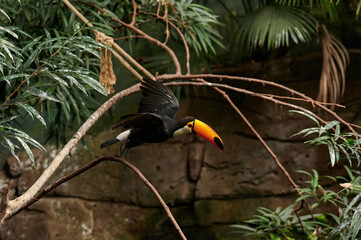 Toco toucan (Ramphastos toco) oiseau piciforme de la famille des Ramphastidae départ en vol d& 39 une branche d& 39 arbre