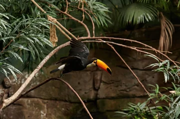 Cercles muraux Toucan Toco toucan (Ramphastos toco) oiseau piciforme de la famille des Ramphastidae départ en vol d& 39 une branche d& 39 arbre