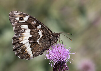 Great Banded Grayling