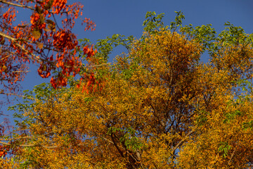 Fototapeta na wymiar Duas árvores floridas com o céu azul ao fundo. Mulungu - Erythrina mulungu e Feijão cru- Platymiscium pubescens.