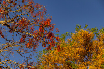 Duas árvores floridas com o céu azul ao fundo.  Mulungu - Erythrina mulungu e  Feijão cru- Platymiscium pubescens.