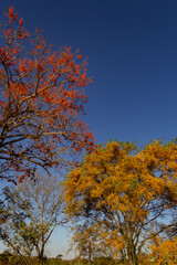 Duas árvores floridas com o céu azul ao fundo.  Mulungu - Erythrina mulungu e  Feijão cru- Platymiscium pubescens.
