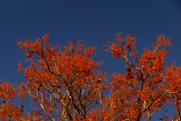 Uma árvore chamada mulungu, florida, com um céu azul ao fundo.