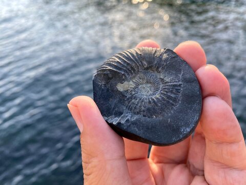 Shaligram, Shalagrama shila, Saligrama stones collected from Kali gandaki river Nepal used as representation Lord Vishnu by Hindus  in Asia. Fossils ammonite shells. Mysterious stones Vishnu symbol.
