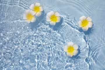 Top view Plumeria or frangipani on surface of water. Ripple of water and Shadow of flower.
