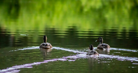 three 3 ducks swimming in calm peaceful pond with green tree reflections on water with a nature background