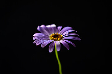 summer flower on the black background