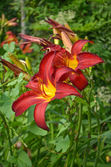 Hemerocallis fulva (L.) L.
