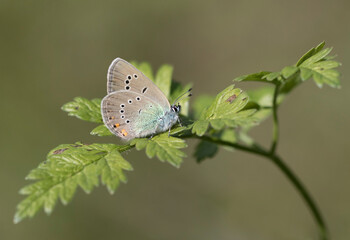 Hatay's Mazarine Blue