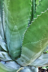 Agave Leaves