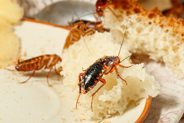 close-up of cockroaches climb on bread on a plate. pest control concept