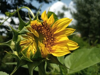 Sunflower with leaves in the plant