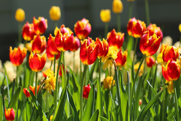 Red tulips in counter light with selective focus on a natural blurry soft green background