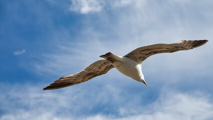 a seagull spread its wings in the blue sky