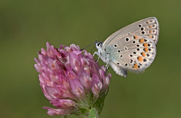 Eastern Brown Argus