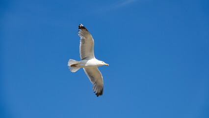 a seagull spread its wings in the blue sky