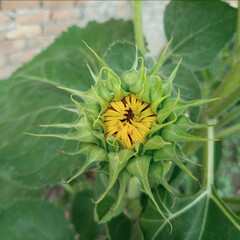 Sunflower bud blooming in the plant