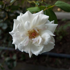 White rose with green leaves blooming in the plant