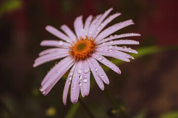 Fototapeta premium close up of a daisy