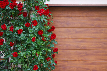A bush of red roses with green juicy leaves on a background of wooden boards.