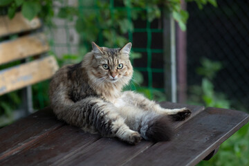 Naklejka na ściany i meble the Siberian cat sits like a person