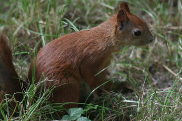 Squirrel in the summer park
