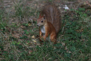 Squirrel in the summer park