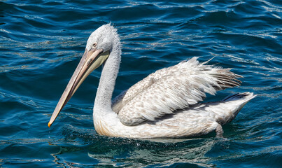 a pelican swimming in the middle of the sea