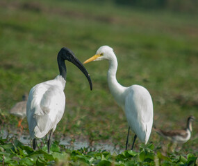 Naklejka premium bird of prey