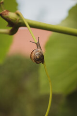 snail on a leaf